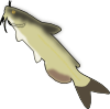 catfish.png