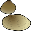 clam.png