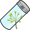 dill_seeds.png