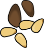 pine_nuts.png