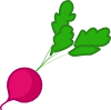 radish.png