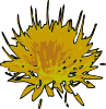 safflower_seeds.png
