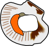 scallop.png