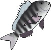 sheepshead.png