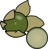tomatillo.png