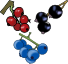berries.png
