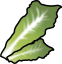 Lettuce, butterhead (includes boston and bibb types), raw