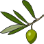 olive.png