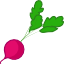 radish.png