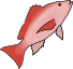 red_snapper.png